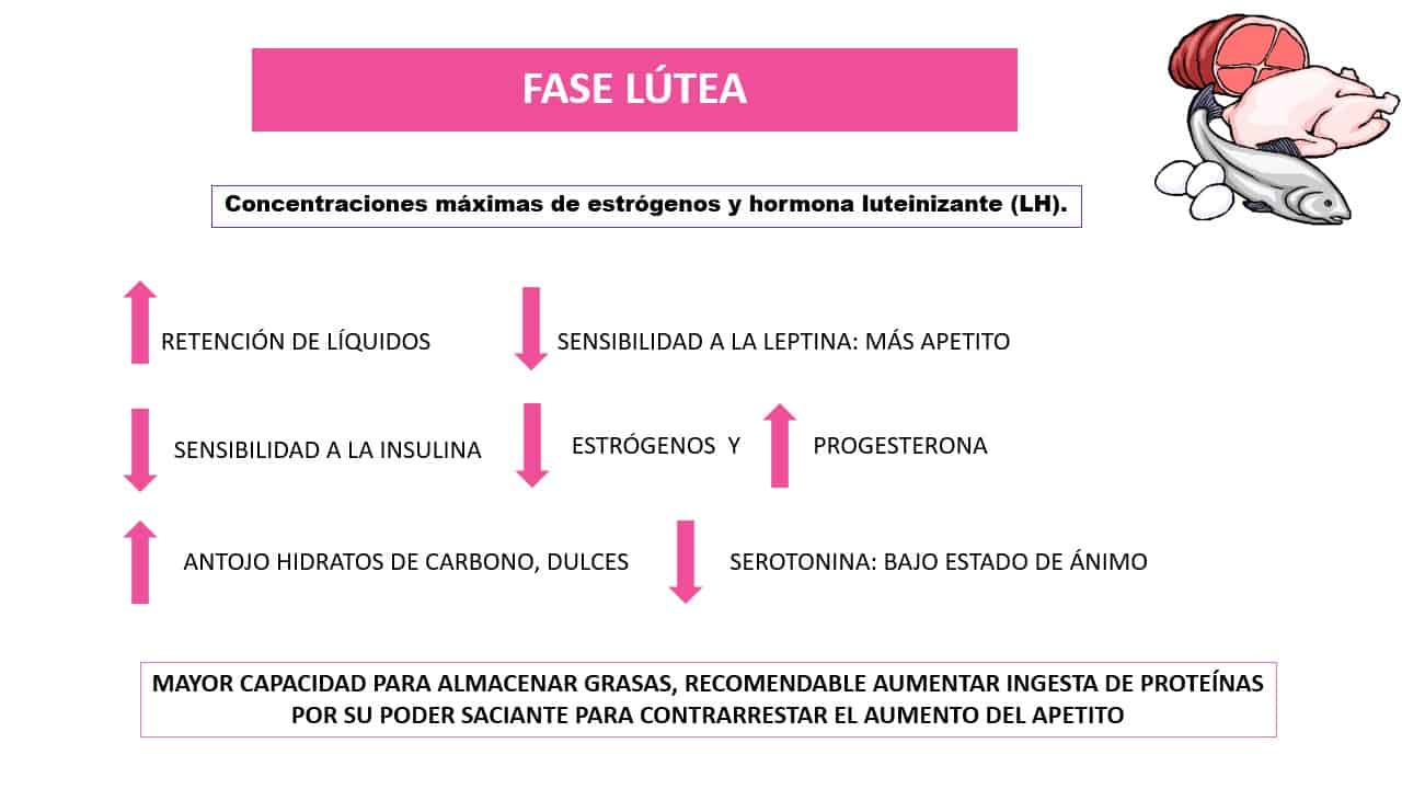 fase lútea ciclo menstrual