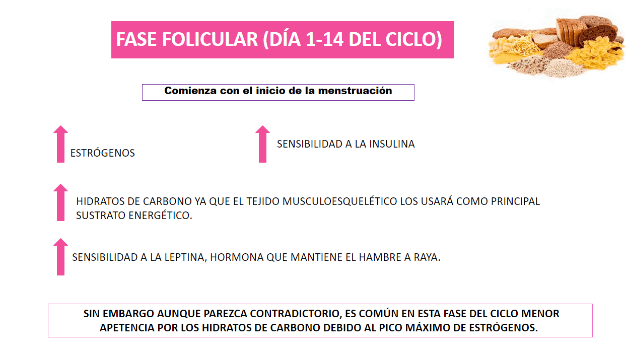 fase folicular ciclo menstrual