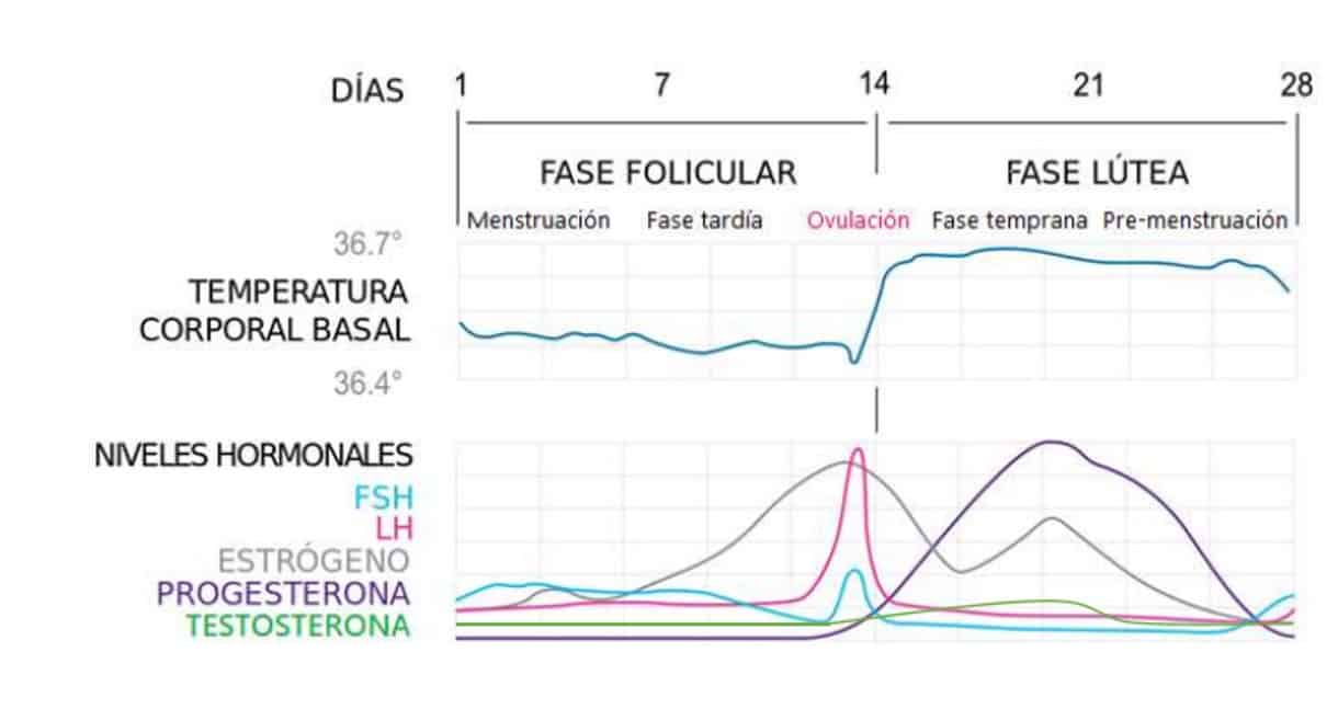ciclo menstrual fases